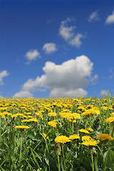 Image showing Yellow dandelion