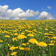 Image showing Yellow dandelion1
