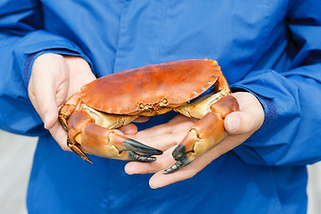 Image showing Closeup of man hands holding cooked crab