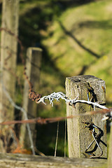 Image showing Barbed wire