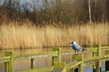 Image showing Gull on fence