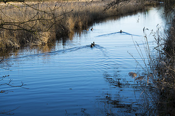 Image showing Ducks on lake