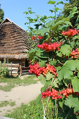 Image showing clustered red guelder-rose besides an old house