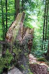 Image showing stump in the forest