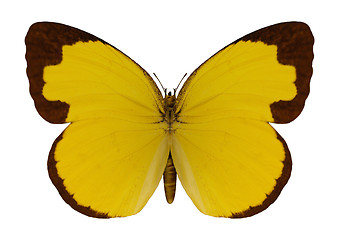 Image showing Chocolate Grass Yellow Butterfly