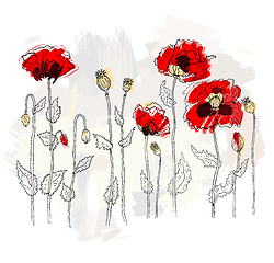 Image showing Red poppies on a white background
