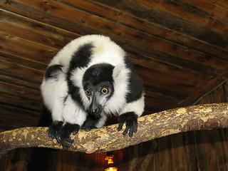 Image showing Ruffed lemur