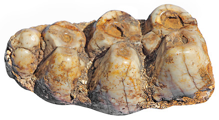 Image showing Mammoth teeth