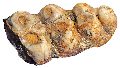 Image showing Mammoth teeth