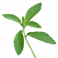 Image showing Stevia