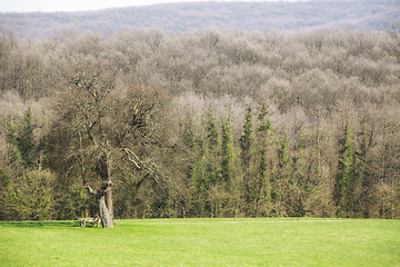 Image showing Glade