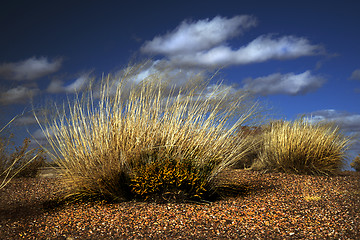 Image showing Painted Desert