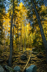 Image showing Aspen Forest