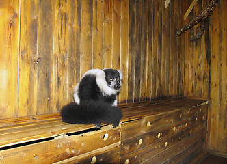 Image showing Ruffed lemur