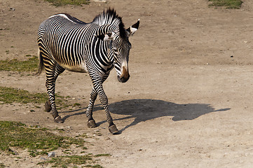 Image showing Zebra