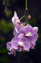 Image showing Orchid