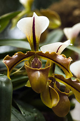 Image showing Orchid