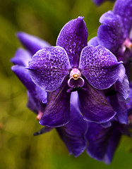 Image showing Orchid