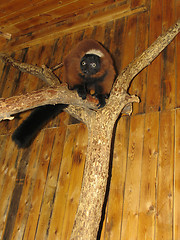 Image showing Red lemur