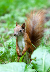 Image showing Red squirrel