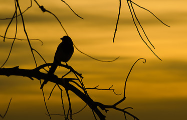 Image showing Silhouette of a Bird