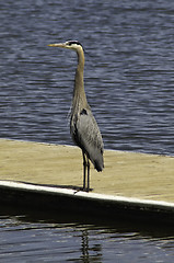 Image showing Great Blue Heron standing on a dock