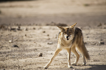 Image showing Coyote in the desert