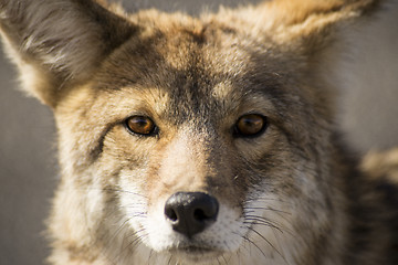 Image showing Coyote in the desert