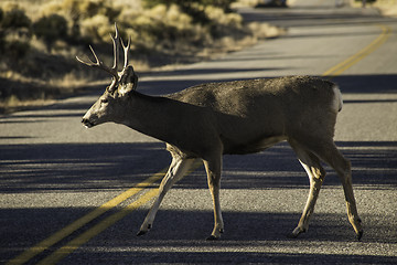 Image showing Deer crossing the road