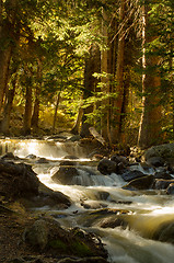 Image showing Meandering stream in the forest