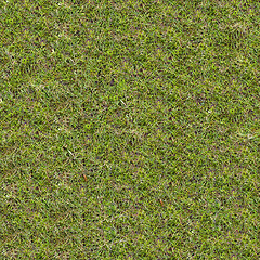 Image showing Green Meadow Grass. Seamless Tileable Texture.