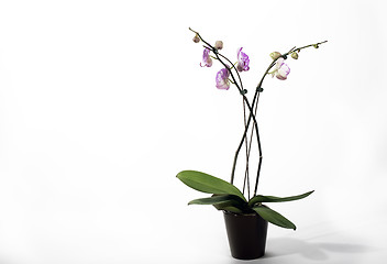 Image showing Potted Orchid