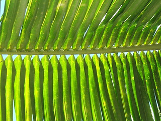 Image showing Relaxing leaf