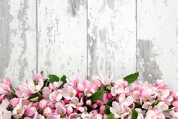 Image showing Spring Flower Blossom