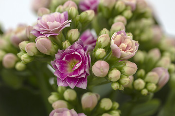 Image showing Flowers