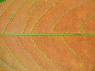 Image showing Leaf background