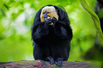 Image showing White-faced Saki Monkey