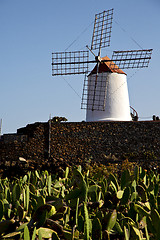 Image showing cactus windmills   africa spain     sky 