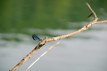 Image showing Anisoptera dragonfly1