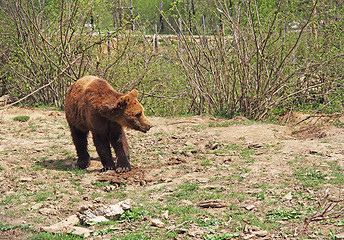 Image showing Bear