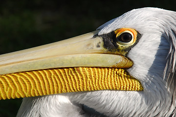 Image showing Pelican