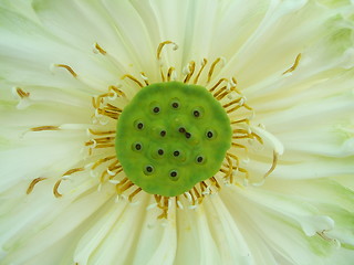 Image showing Flower macro