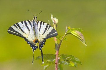 Image showing Butterfly