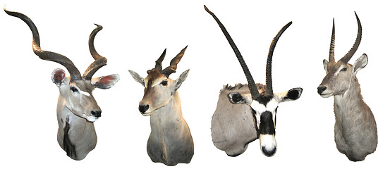 Image showing Stuffed antelopes