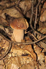 Image showing Boletus