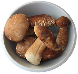 Image showing Boletus3