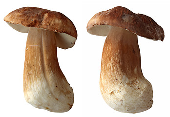 Image showing Boletus4