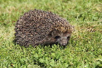 Image showing Hedgehog2