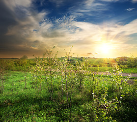 Image showing Young trees