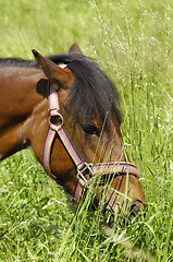 Image showing Pony and green grass